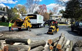 How Our Tree Care Process Works  in  Coplay, PA