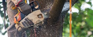 Best Stump Grinding and Removal  in Coplay, PA