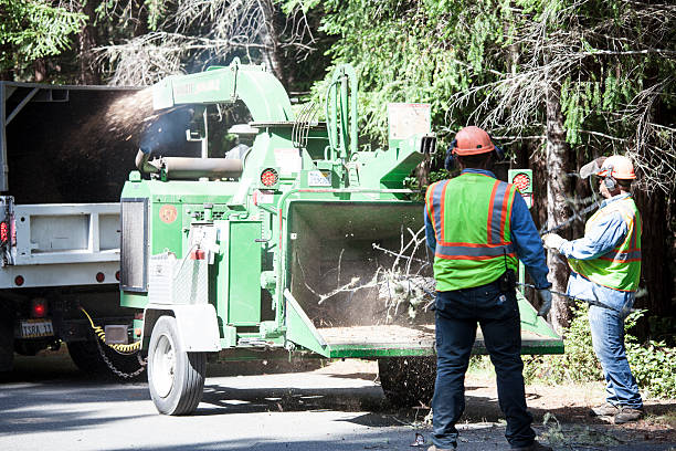 Best Root Management and Removal  in Coplay, PA
