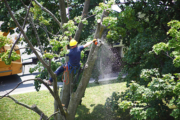 Best Tree Maintenance Programs  in Coplay, PA